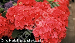 hortensja ogrodowa 'Leuchtfeuer' - Hydrangea macrophylla 'Leuchtfeuer' 