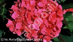 hortensja ogrodowa 'Leuchtfeuer' - Hydrangea macrophylla 'Leuchtfeuer' 