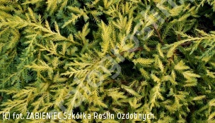 jałowiec Pfitzera 'Mordigan Gold' - Juniperus ×pfitzeriana 'Mordigan Gold' 