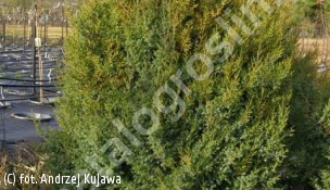jałowiec chiński 'Obelisk' - Juniperus chinensis 'Obelisk' 