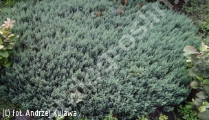 jałowiec płożący 'Grey Pearl' - Juniperus horizontalis 'Grey Pearl' 