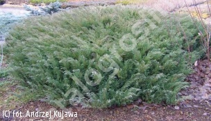 jałowiec sabiński - Juniperus sabina 