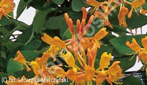 wiciokrzew Tellmanna - Lonicera ×tellmanniana 