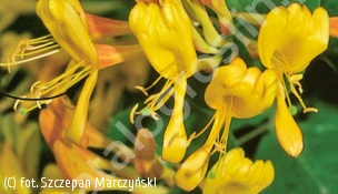 wiciokrzew Tellmanna - Lonicera ×tellmanniana 