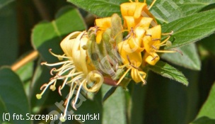 wiciokrzew zaostrzony - Lonicera acuminata 