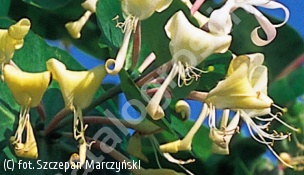 wiciokrzew przewiercień - Lonicera caprifolium 