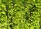 wiciokrzew japoński 'Aureoreticulata' - Lonicera japonica 'Aureoreticulata' 