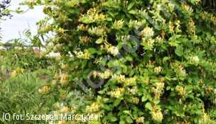 wiciokrzew japoński 'Halliana' - Lonicera japonica 'Halliana' 