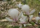 magnolia Soulange'a 'Brozzoni' - Magnolia ×soulangeana 'Brozzoni' 