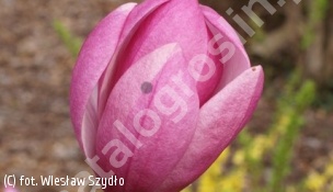 magnolia 'Galaxy' - Magnolia 'Galaxy' 