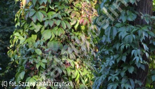 winobluszcz zaroślowy - Parthenocissus inserta 