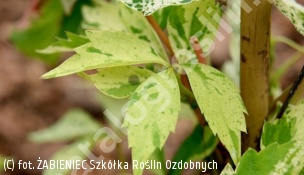 winobluszcz pięciolistkowy STAR SHOWERS 'Monham' - Parthenocissus quinquefolia STAR SHOWERS 'Monham' 