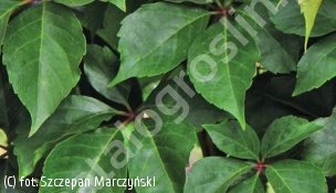winobluszcz pięciolistkowy 'Troki' - Parthenocissus quinquefolia 'Troki' 