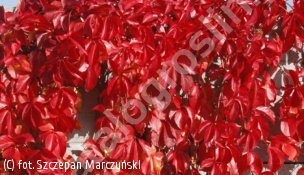 winobluszcz pięciolistkowy 'Troki' - Parthenocissus quinquefolia 'Troki' 