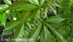 winobluszcz pięciolistkowy 'Engelmannii' - Parthenocissus quinquefolia var. engelmannii 