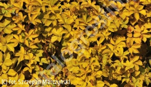 winobluszcz pięciolistkowy 'Yellow Wall' - Parthenocissus quinquefolia 'Yellow Wall' PBR