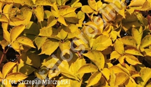 winobluszcz pięciolistkowy 'Yellow Wall' - Parthenocissus quinquefolia 'Yellow Wall' PBR