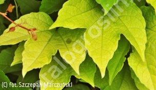 winobluszcz trójklapowy 'Fenway Park' - Parthenocissus tricuspidata 'Fenway Park' 