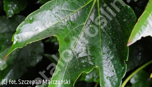 winobluszcz trójklapowy 'Green Spring' - Parthenocissus tricuspidata 'Green Spring' 