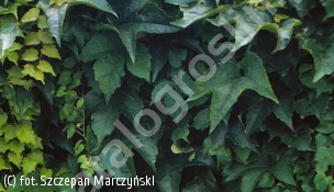 winobluszcz trójklapowy 'Green Spring' - Parthenocissus tricuspidata 'Green Spring' 