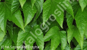 winobluszcz trójklapowy 'Veitchii' - Parthenocissus tricuspidata 'Veitchii' 