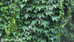 winobluszcz trójklapowy - Parthenocissus tricuspidata 