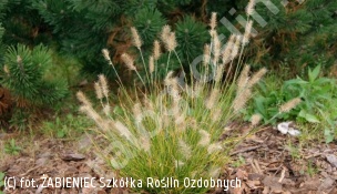 rozplenica japońska 'Little Bunny' - Pennisetum alopecuroides 'Little Bunny' 
