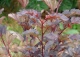 pęcherznica kalinolistna LADY IN RED 'Tuilad' - Physocarpus opulifolius LADY IN RED 'Tuilad' PBR