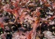 pęcherznica kalinolistna LADY IN RED 'Tuilad' - Physocarpus opulifolius LADY IN RED 'Tuilad' PBR