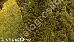 sosna oścista 'Sherwood Compact' - Pinus aristata 'Sherwood Compact' 