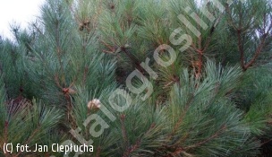 sosna gęstokwiatowa 'Compacta' - Pinus densiflora 'Compacta' 