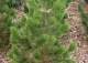 sosna bośniacka 'Dolce Dorme' - Pinus heldreichii 'Dolce Dorme' 