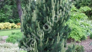 sosna kosodrzewina 'Gnom' - Pinus mugo 'Gnom' 