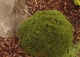 sosna kosodrzewina 'Ježek' - Pinus mugo 'Ježek' 