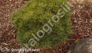 sosna wejmutka ‘Greg’ - Pinus strobus 'Greg' 