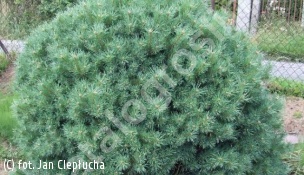 sosna pospolita 'Tabuliformis' - Pinus sylvestris 'Tabuliformis' 