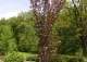 wiśnia piłkowana 'Royal Burgundy' - Prunus serrulata 'Royal Burgundy' 