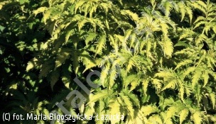 bez koralowy 'Plumosa Aurea' - Sambucus racemosa 'Plumosa Aurea' 