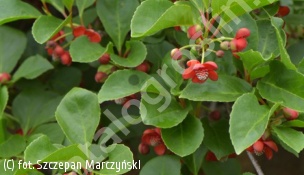 cytryniec czerwonokwiatowy - Schisandra rubriflora 