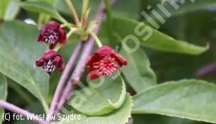 cytryniec czerwonokwiatowy - Schisandra rubriflora 