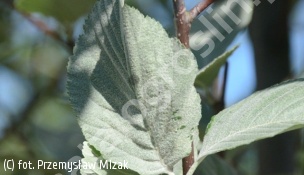 jarząb mączny 'Subtomentosa' - Sorbus aria 'Subtomentosa' 