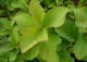tawuła brzozolistna 'Tor' - Spiraea betulifolia 'Tor' 