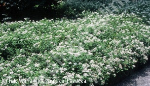 tawuła japońska 'Albiflora' - Spiraea japonica 'Albiflora' 
