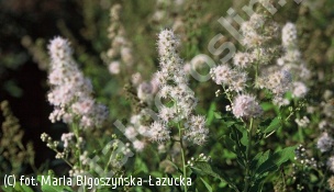 tawuła wierzbolistna 'Alba' - Spiraea salicifolia 'Alba' 