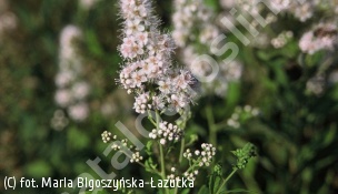 tawuła wierzbolistna 'Alba' - Spiraea salicifolia 'Alba' 