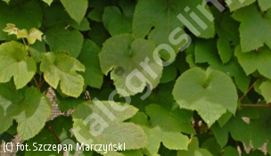 winorośl amurska - Vitis amurensis 