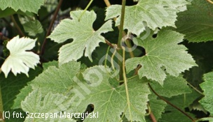 winorośl właściwa 'Incana' - Vitis vinifera 'Incana' 