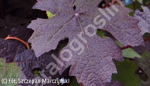 winorośl właściwa 'Purpurea' - Vitis vinifera 'Purpurea' 