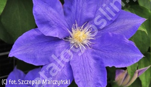 powojnik 'H.F.Young' - Clematis 'H.F.Young' 