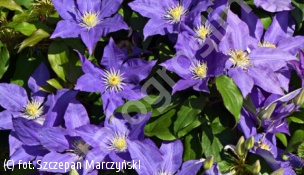 powojnik 'H.F.Young' - Clematis 'H.F.Young' 